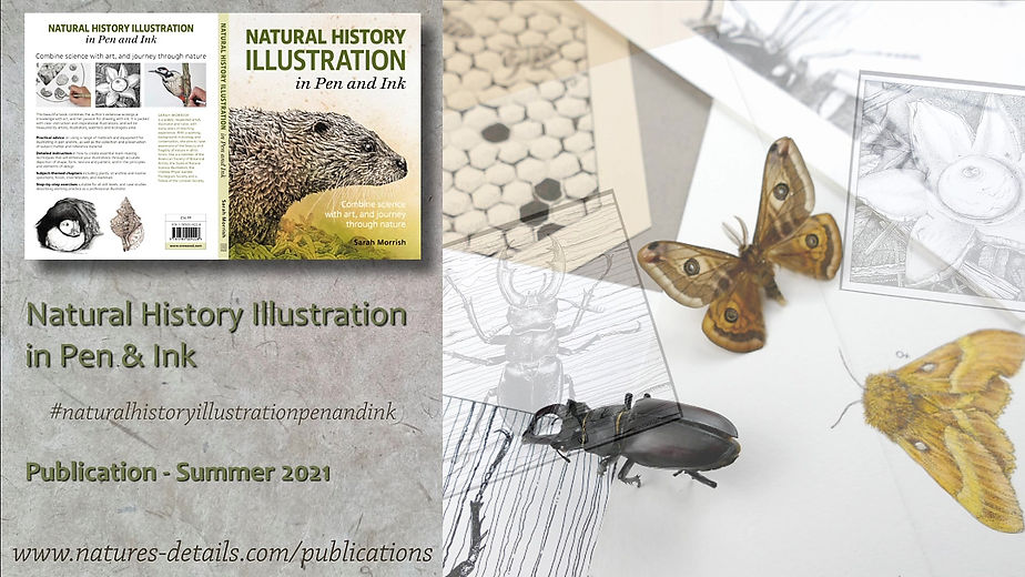 Natural History Illustration in Pen & Ink